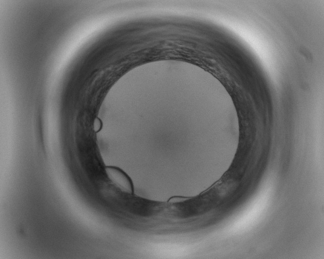 X0000116100239201001040958