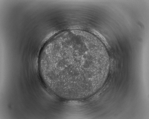 X0000116100298201001040957