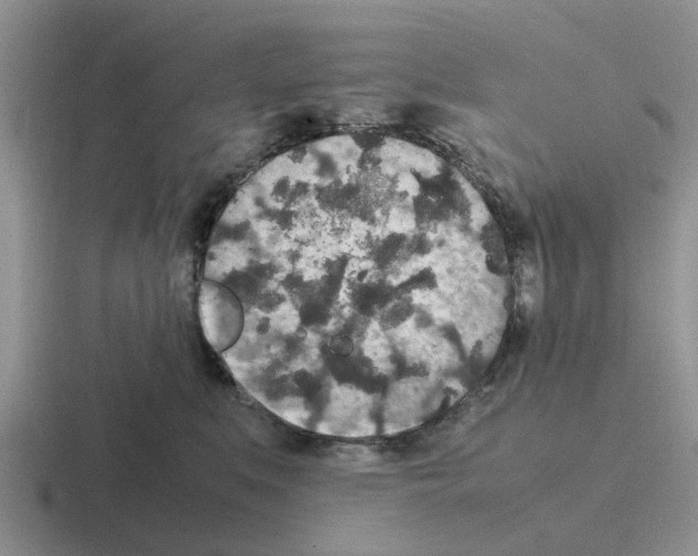 X0000116100519201001040954