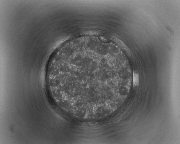 X0000116100627201001040952