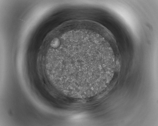 X0000116100765201001040952