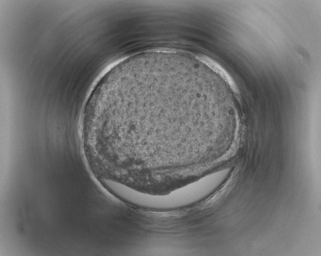 X0000116100855201001040950