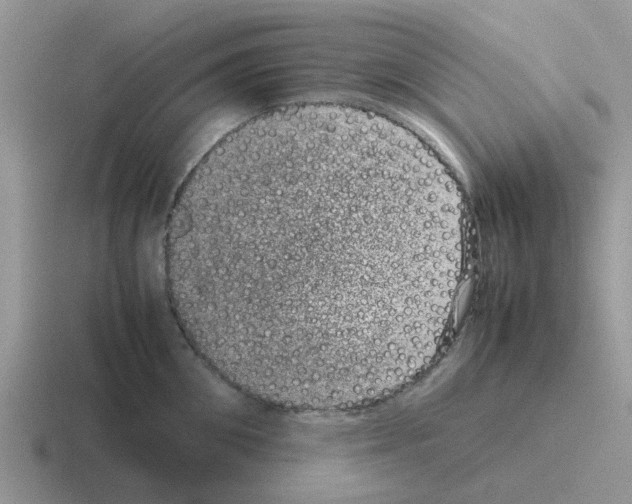 X0000116100906201001040949