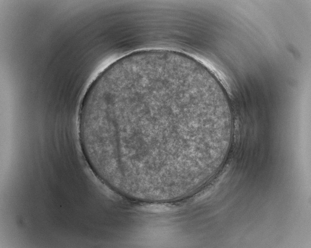 X0000116100998201001040948