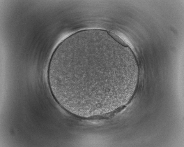 X0000116101197201001040946