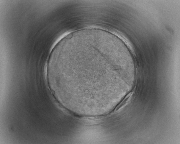 X0000116101198201001040946