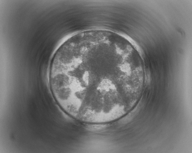 X0000116101294201001040944