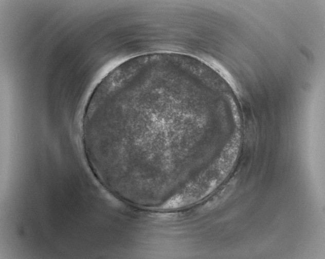 X0000116101381201001040943