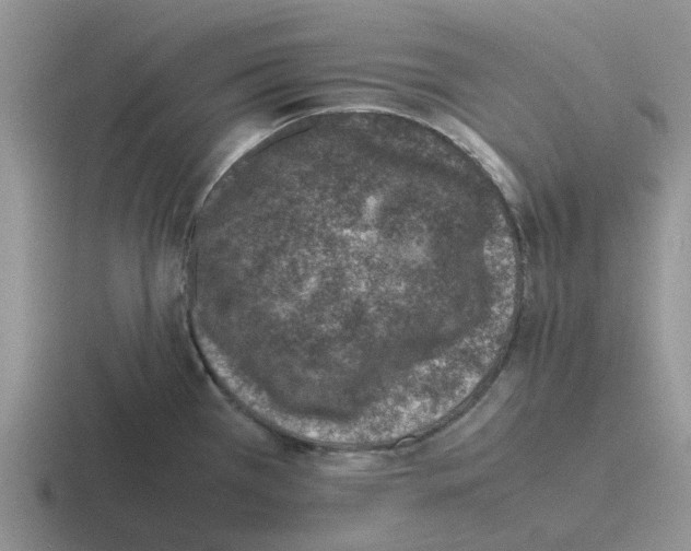 X0000116101385201001040943