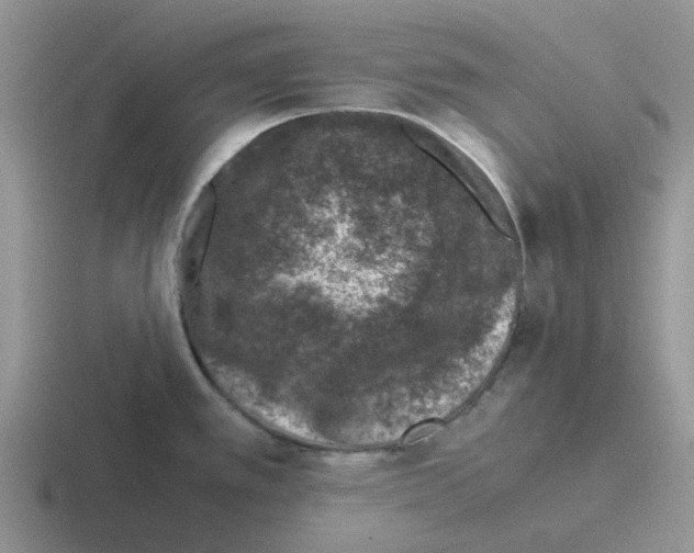 X0000116101389201001040943