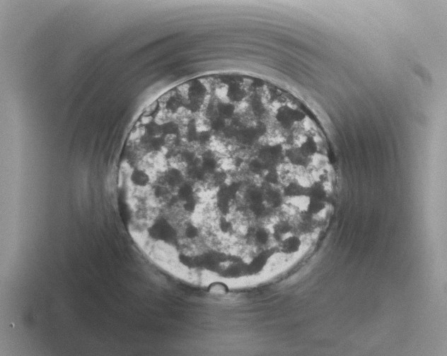 X0000116101529201001040942