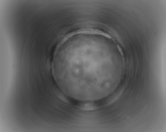 X0000116110173200911231153