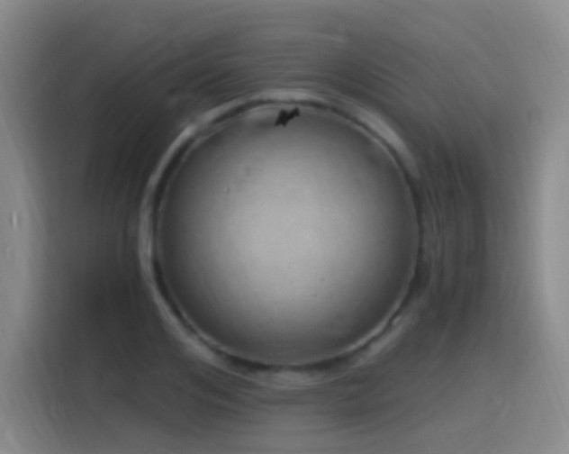 X0000116110984200911231142