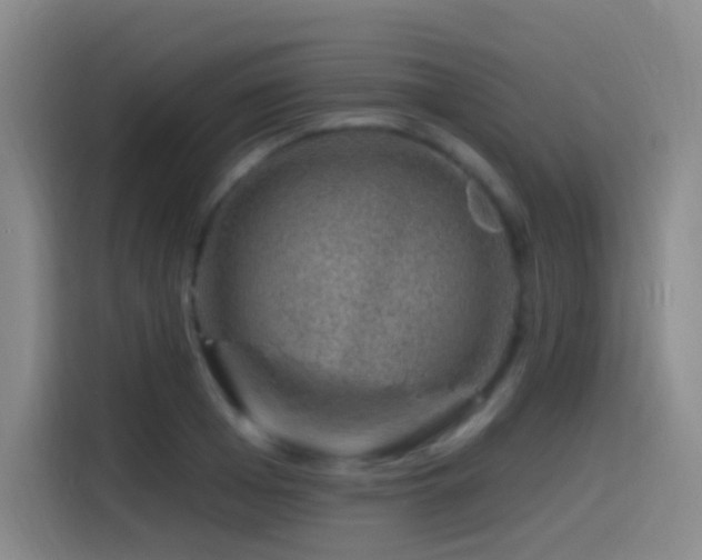 X0000116110985200911231142