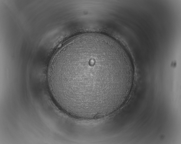 X0000116110017200912071333