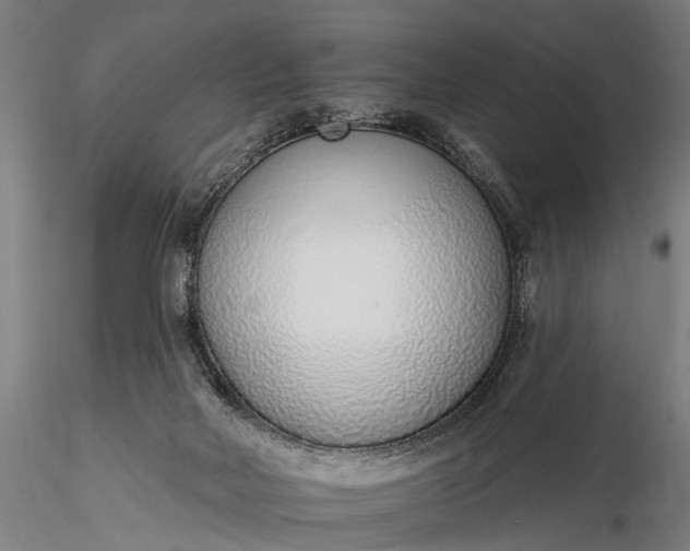 X0000116110026200912071333