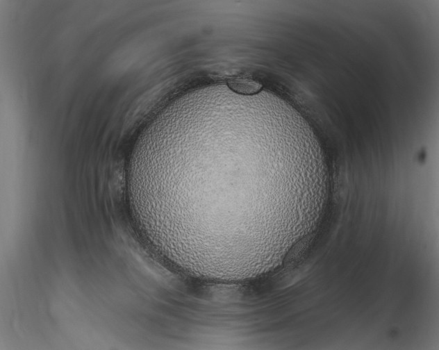 X0000116110085200912071332