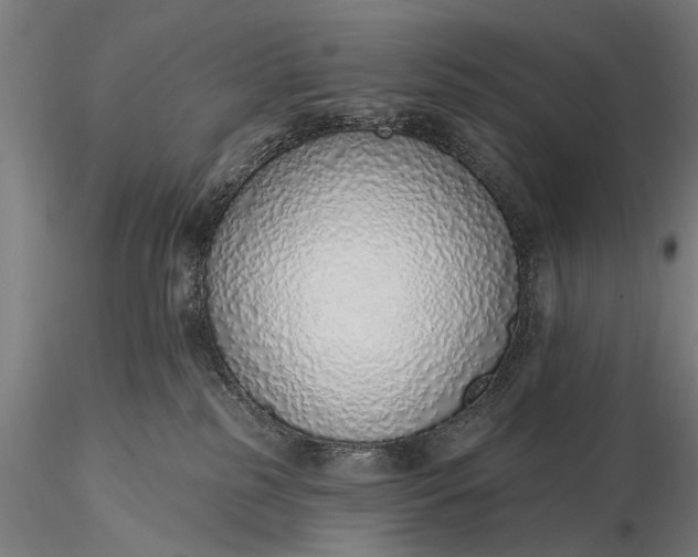 X0000116110185200912071331