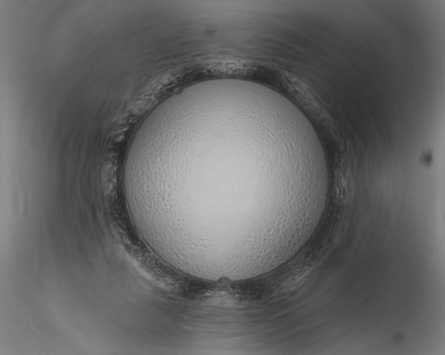 X0000116110259200912071329