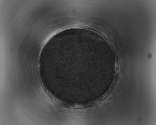 X0000116110196200912141029