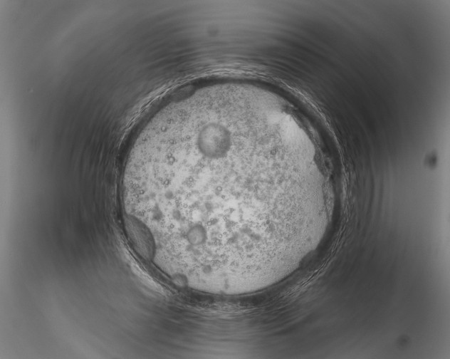 X0000116110445200912141025