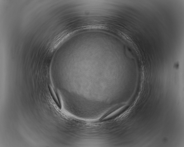 X0000116110985200912141016