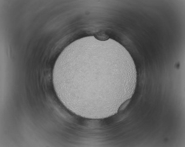 X0000116110085200912211641