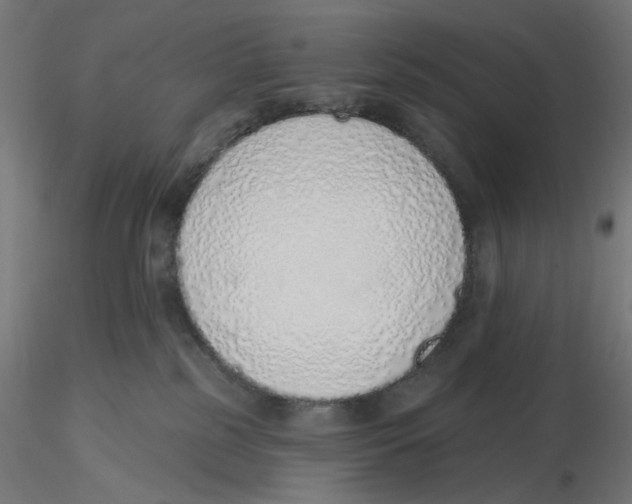 X0000116110185200912211640