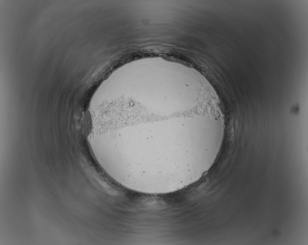 X0000116110424200912211636