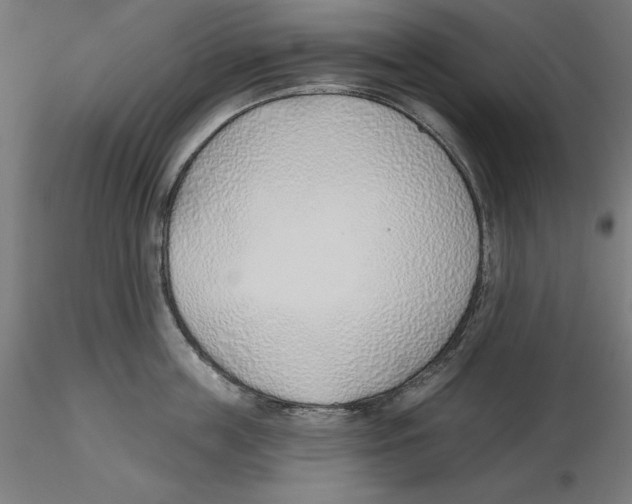 X0000116110859200912211631