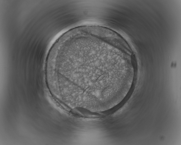 X0000116110864200912211631