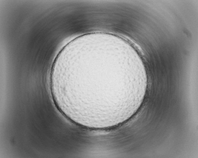 X0000116111239201001041005