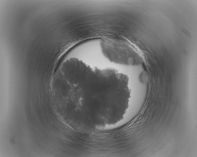 X0000116120155200911230938