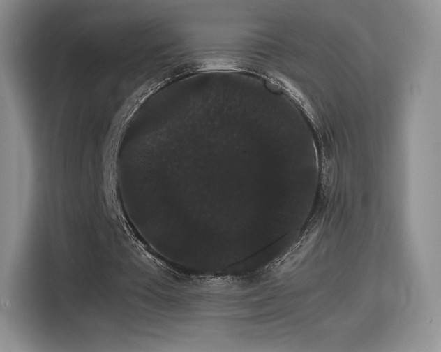 X0000116120385200911231219