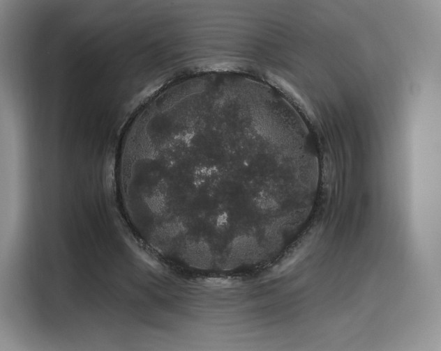 X0000116120394200911231219