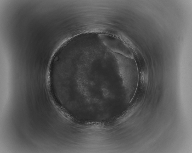 X0000116120676200911231216