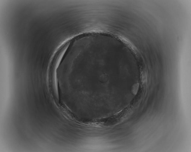 X0000116120680200911231215