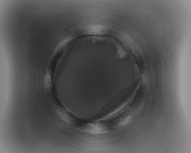 X0000116120688200911231215