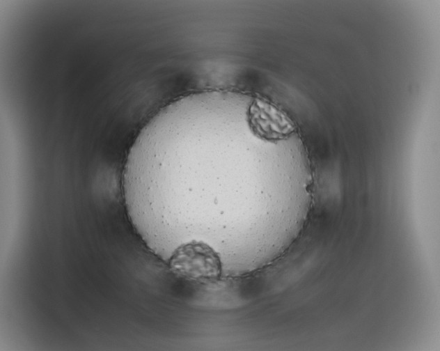 X0000116120709200911231215