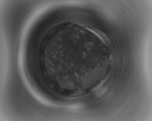 X0000116120765200911231215