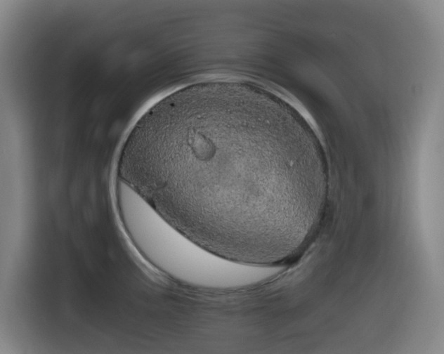 X0000116121195200911231209