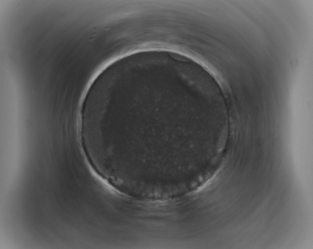 X0000116121527200911231205