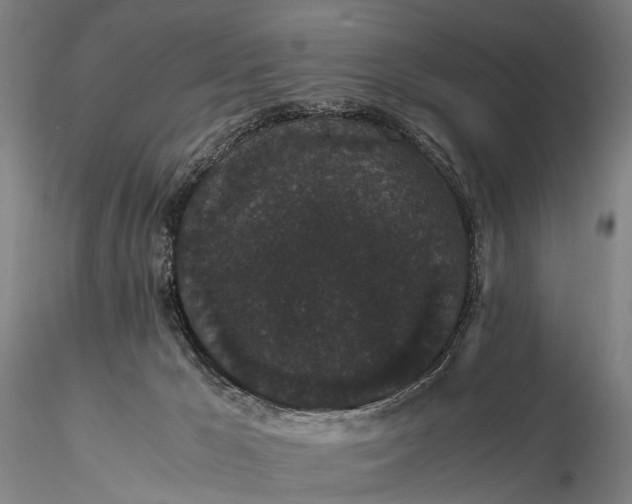 X0000116120029200912071356