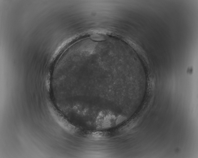 X0000116120064200912071356