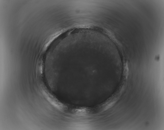 X0000116120068200912071356