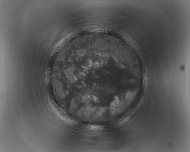 X0000116120165200912071354