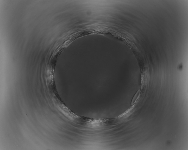 X0000116120186200912071355