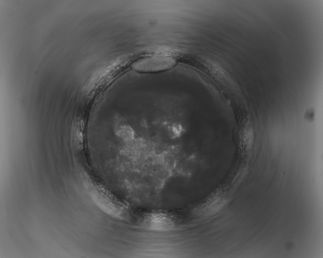 X0000116120264200912071353