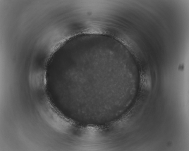 X0000116120302200912071352