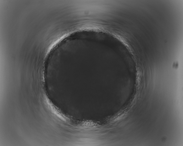 X0000116120399200912071351